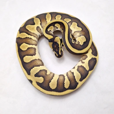 Enchi Leopard Black Head Special Dbl Het Clown Pied
