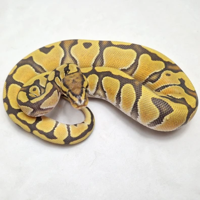 Enchi Hypo Dbl Het Clown Rainbow