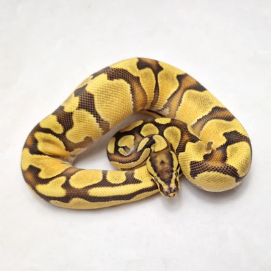 Enchi OD Yb Dbl Het Clown Pied