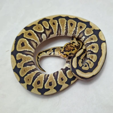 Spotnose Cryptic Het Dg