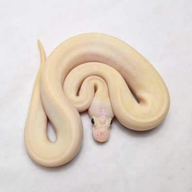 Pastel Pinstripe Ivory Clown