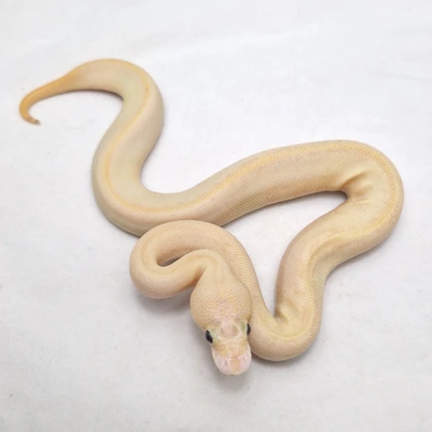 Leopard Pinstripe Ivory Clown