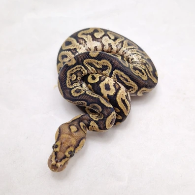 Spotnose Ghi Clown Het Dg