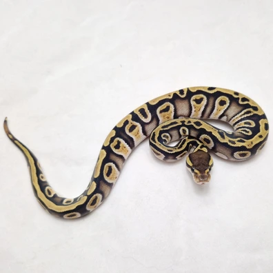 Cypress Ghi OD Dbl Het Clown Desert Ghost