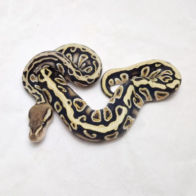 Cypress Ghi Spotnose OD Dbl Het Clown Desert Ghost