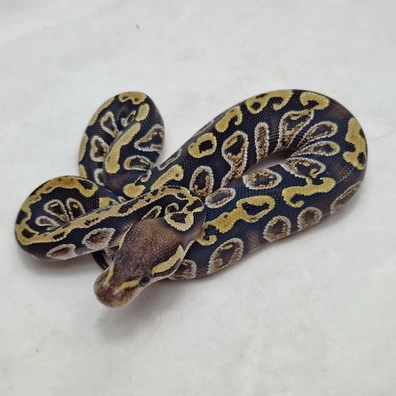Cypress Ghi Dbl Het Clown Desert Ghost