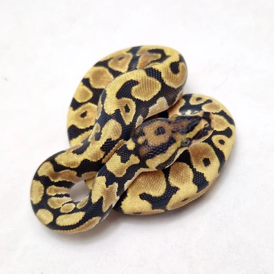 OD Spotnose Dbl Het Clown Dg