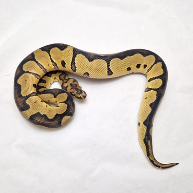 Clown Het Desert Ghost Ball Python - male for sale from ProHerper