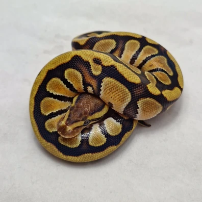 Enchi Cypress Dbl Het Clown Dg Ball Python - male for sale from ProHerper