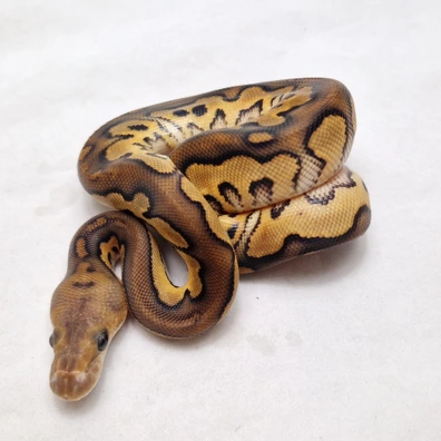 Black Pastel Clown Triple Het Hypo Dg Genetic Stripe Ball Python - male for sale from ProHerper