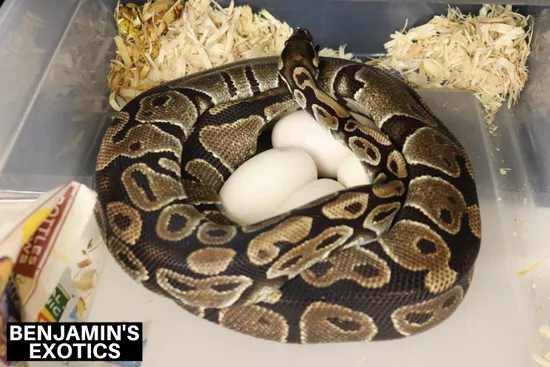 Normal Ball Python by Benjamin's Exotics