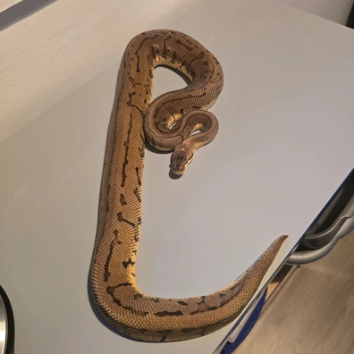 Leopard Lemonblast Het Desert Ghost