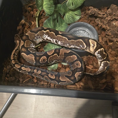 Calico/ Sugar Orange Dream