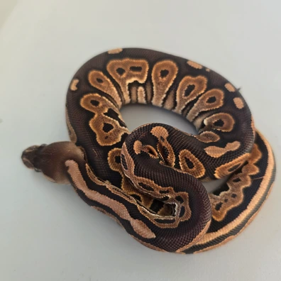 Cinnamon Het Piebald/ Lavender Ball Python - female for sale from North east Scotland constrictors