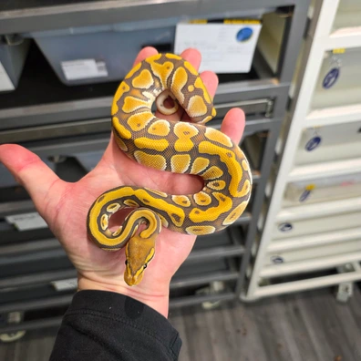 Cypress Enchi Hypo 100% Het Clown