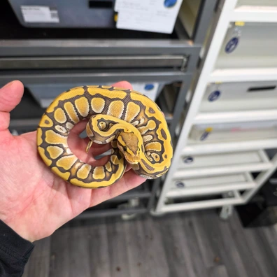 Cypress Enchi Hypo 100% Het Clown