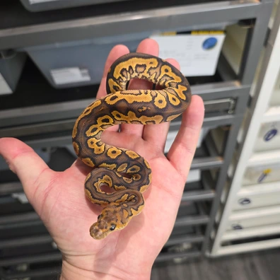 Black Pastel Special YB Pos Redstripe Clown