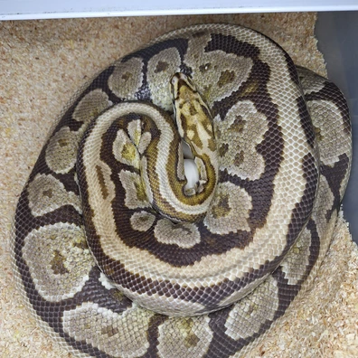 Spotnose Fire Yellowbelly Het Clown Ball Python - female for sale from Ben's Ball Pythons