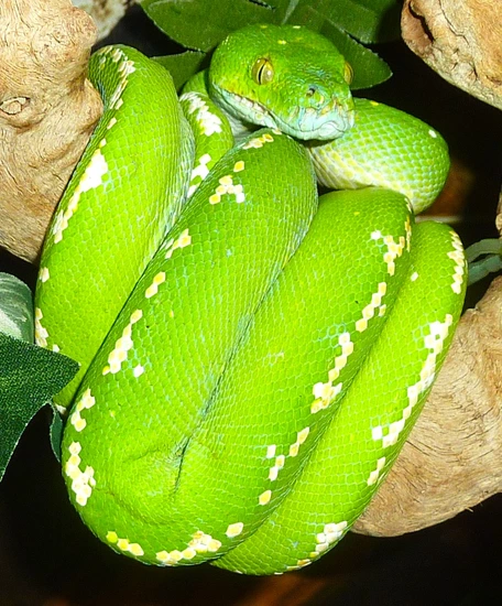 "aru” Locality Green Tree Python by BSR Auctions