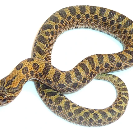 Snake to Revive | Mardelas Official Website | マーデラス公式HP