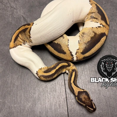 Piebald Het Lavender Albino Ball Python - female for sale from Blacksheepreptiles.com