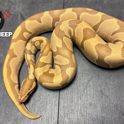 Enchi Ultramel Het Piebald Ball Python - male for sale from Blacksheepreptiles.com