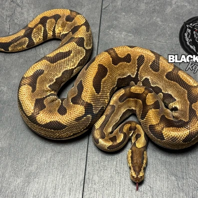 Enchi Puzzle Het Hypo Ball Python - male for sale from Blacksheepreptiles.com