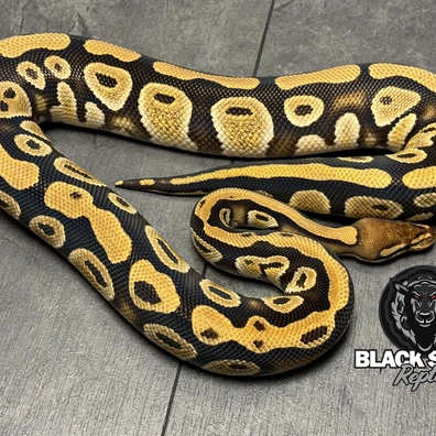 Cypress DH Lavender Albino / Clown Ball Python - male for sale from Blacksheepreptiles.com