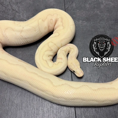 Pastel Lesser Desert Ghost Clown Ball Python - female for sale from Blacksheepreptiles.com