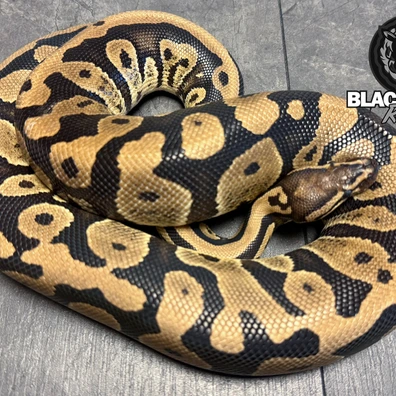 Confusion Het Clown Ball Python - female for sale from Blacksheepreptiles.com