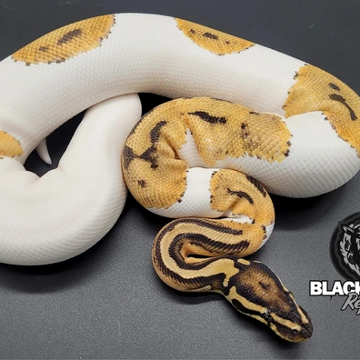 OD Piebald Het Hypo Ball Python - male for sale from Blacksheepreptiles.com