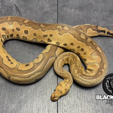Red Stripe Spotnose Bongo Clown Ball Python - male for sale from Blacksheepreptiles.com