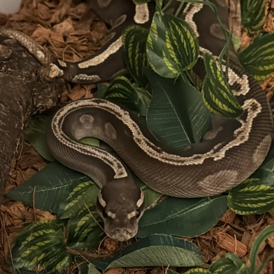 GHI Mojave Possible Chocolate Het Hypo (Orange Ghost) Female Ball Python - female for sale from Miss Pythonized