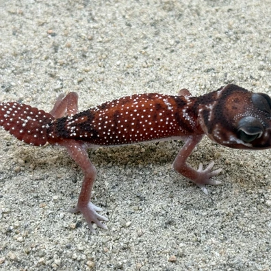 Knob-Tailed Geckos For Sale - MorphMarket US & Canada