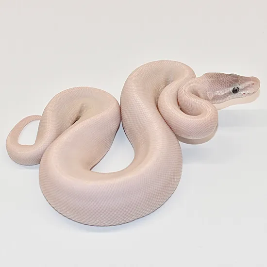 Super.Mojave Ball Python by Royal Serpent Addiction