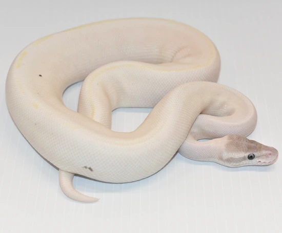 Ghi Super Mojave Ball Python by Royal Serpent Addiction