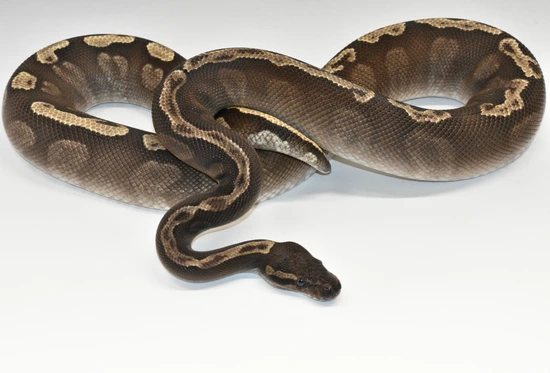Ghi Mojave Ball Python by Royal Serpent Addiction