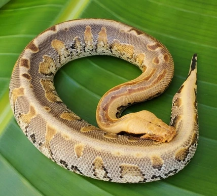Cheetah Python Cheetah-Proven Breeder Borneo Short-Tailed Python by Gobble’s Reptiles