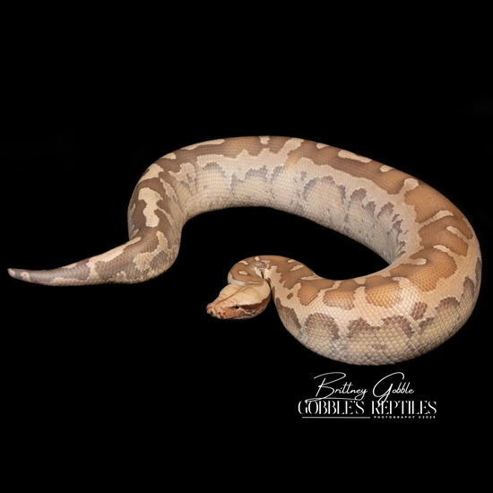 Sunset Pos Het Mocha Borneo Short-Tailed Python by Gobble’s Reptiles