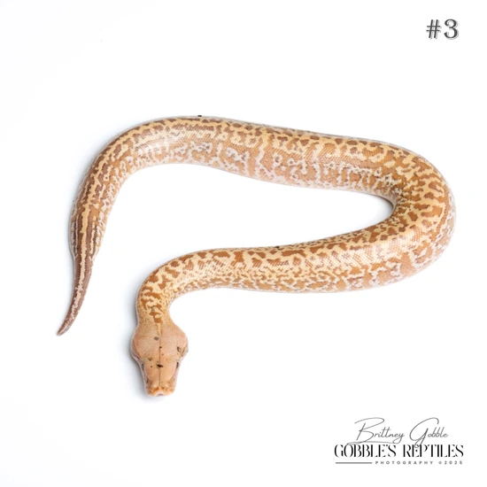 Batik Matrix T+ Albino Blood Python by Gobble’s Reptiles