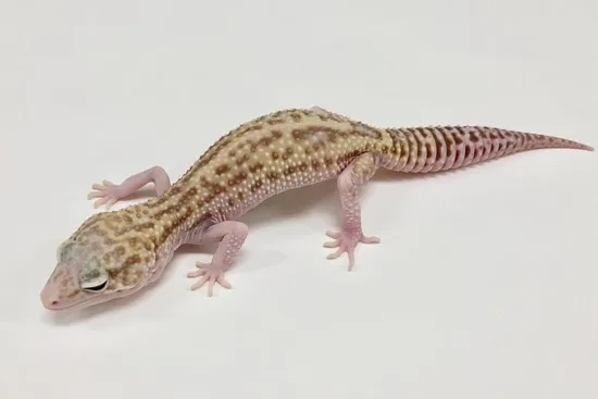 Mack Snow Raptor W/Y Leopard Gecko by BHB Reptiles