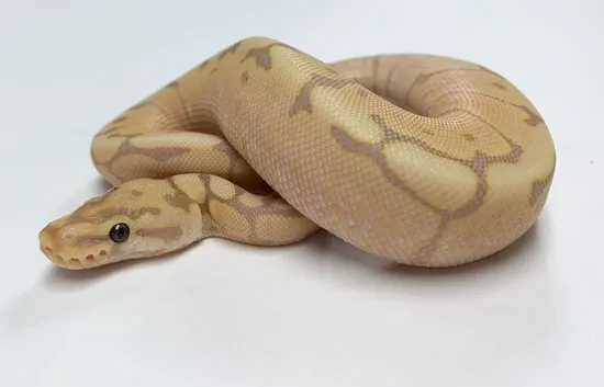 Banana Chocolate Spider Ball Python by BHB Reptiles