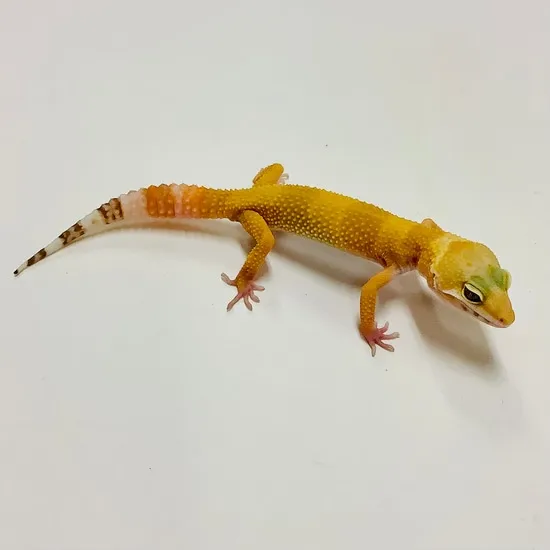 Sunglow Albino Tremper Het Eclipse Leopard Gecko by BHB Reptiles