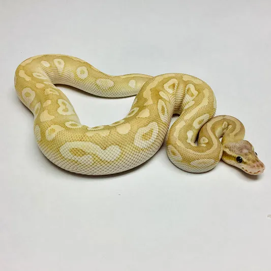 Pastel Crystal Ball Python by BHB Reptiles