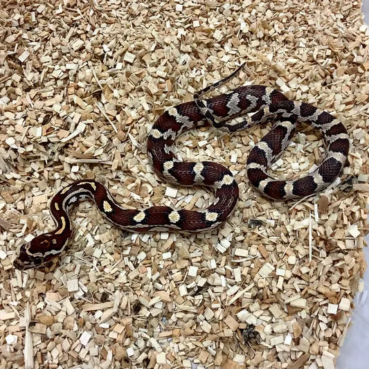 Het Scaleless Corn Snake by BHB Reptiles