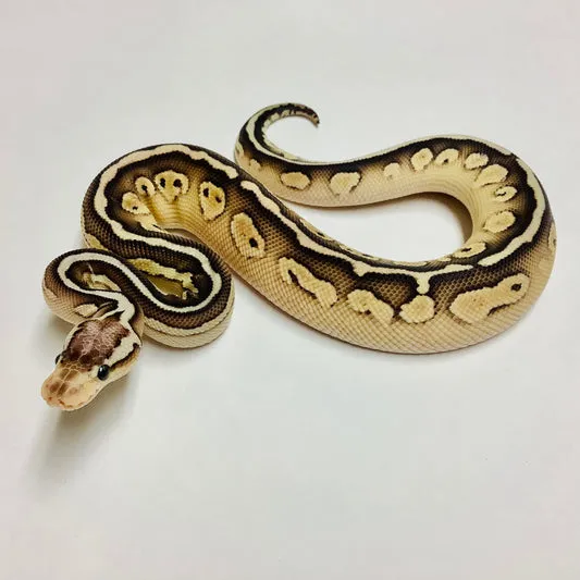 Pastel Leopard Lesser Het Clown Ball Python by BHB Reptiles