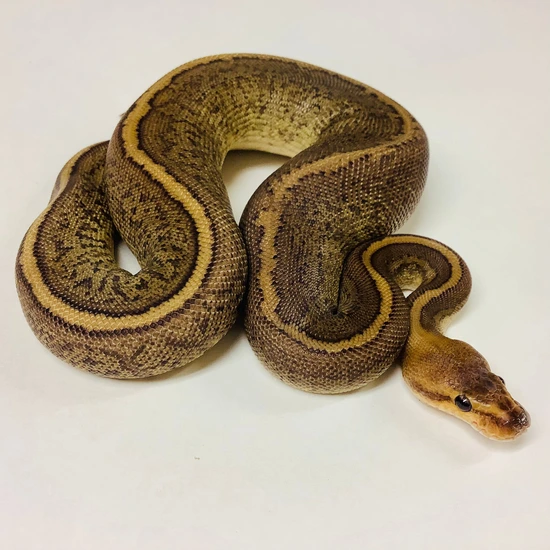 Python Camou Camo Ball Python - Female #2021F03-1 by BHB Reptiles