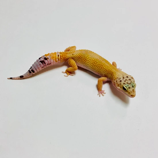 Super Hypo W/Y LG Fem B-B8-62623-1 Leopard Gecko by BHB Reptiles