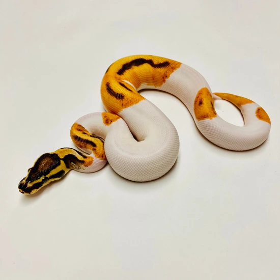 Orange Dream Enchi Pied Ball Python Female 2025F01 by BHB Reptiles