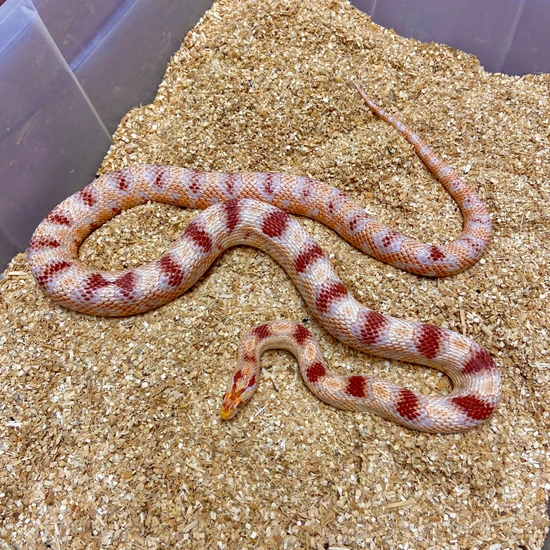 Adult Albino Reverse Okeetee Cornsnake Male 06 Corn Snake by BHB Reptiles